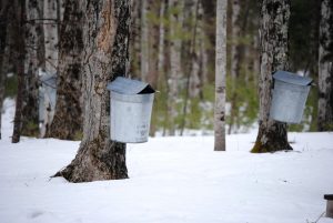 Maple tapping buckets