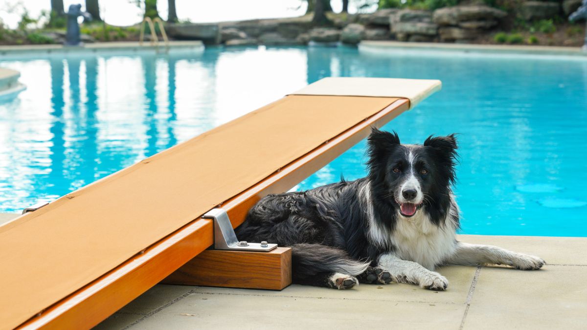 A black-and-white border collie rests beside the diving board at Ford House’s pool, with crystal-blue water in the background.