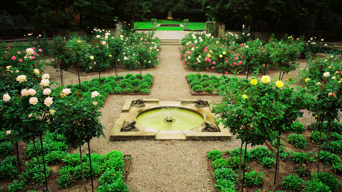 Symmetrical rose garden at Ford House featuring colorful rose bushes arranged around a central stone fountain with frog sculptures, framed by manicured hedges and gravel paths.