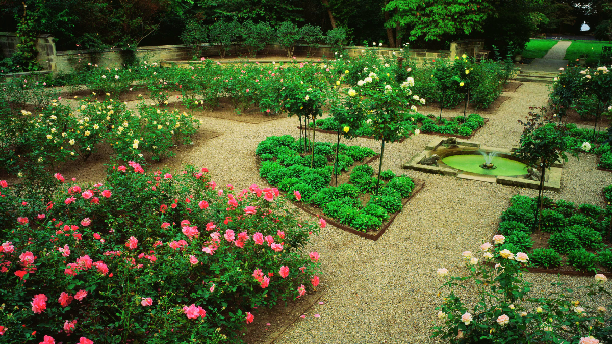 Aerial view of Ford House’s rose garden showcasing blooming yellow, pink, and white roses along structured gravel walkways and a small decorative fountain.