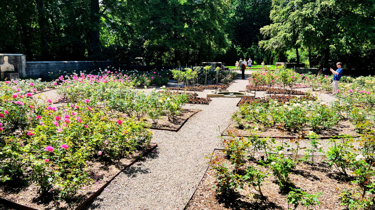 Visitors stroll through the Rose Garden at Ford House on a sunny day, surrounded by blooming rose bushes and bordered by gravel paths and tall trees.