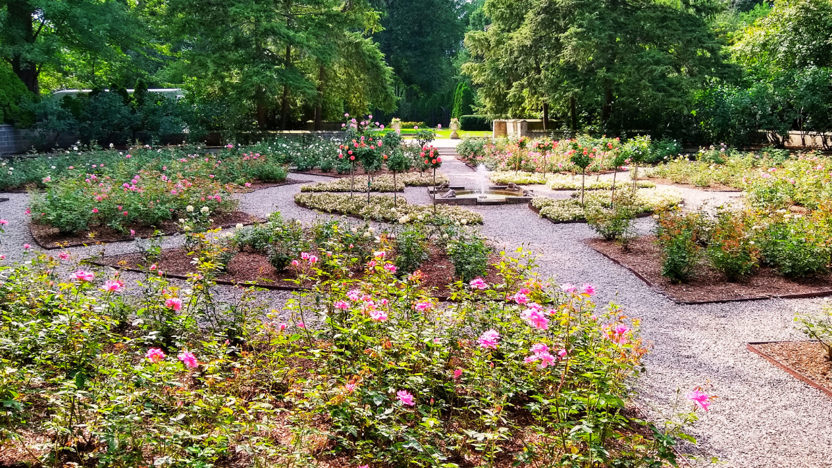 Wide-angle view of the Rose Garden at Ford House featuring blooming pink and white roses, winding gravel paths, and a central stone fountain, all framed by mature trees.