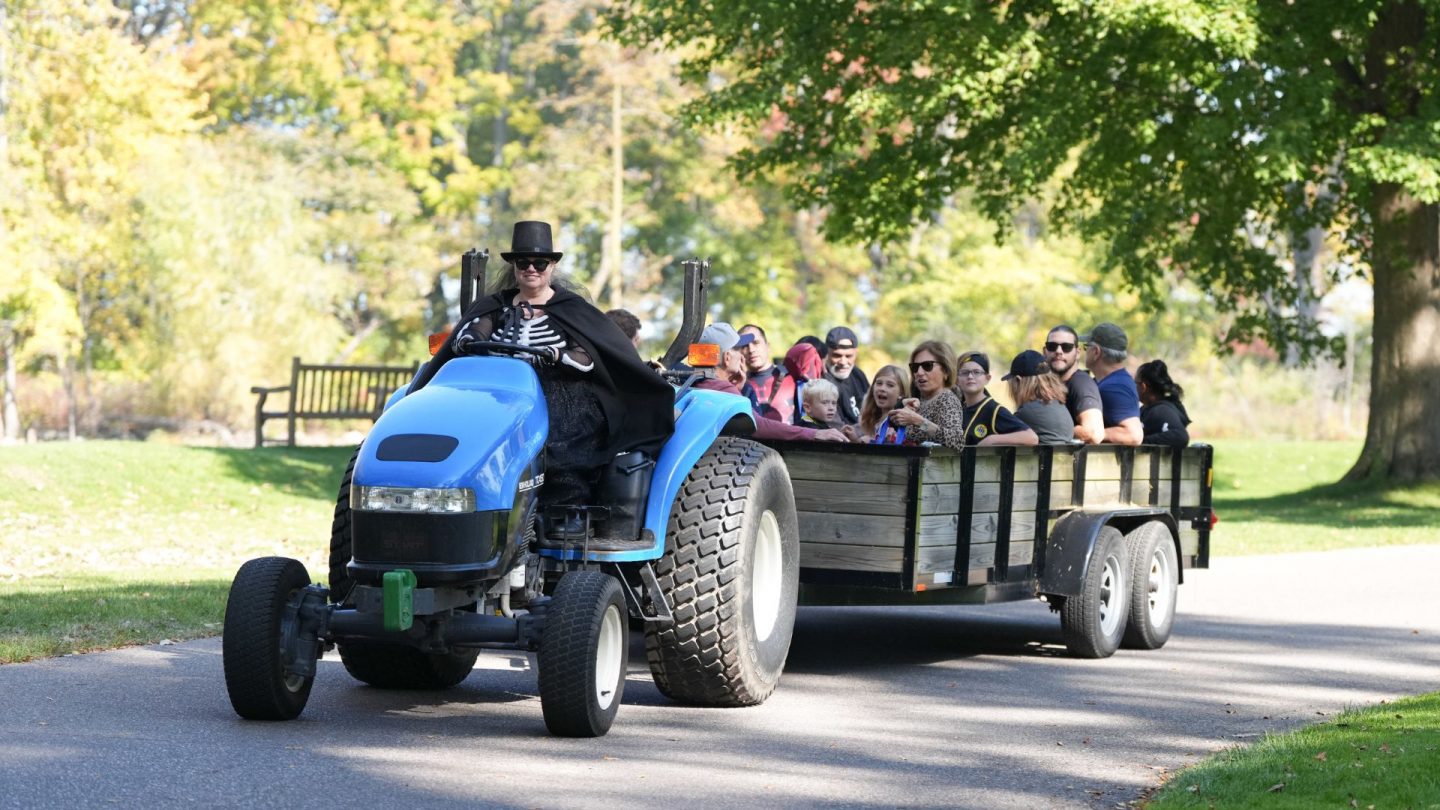 A smiling skeleton-costumed driver leads a blue tractor pulling a wagon full of excited families during Little Goblins at Ford House.
