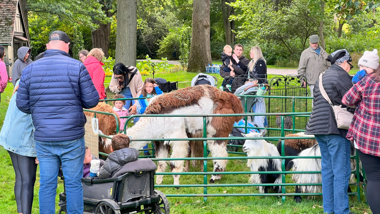 Children and parents gather around a small fenced petting zoo with goats and a large brown-and-white llama. Strollers and fall jackets indicate a family-friendly setting.